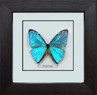 Бабочка №М2700 Morpho aega