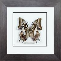 Бабочка №1200 Charaxes cognatus