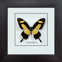 Бабочка №1600 Papilio torquatus