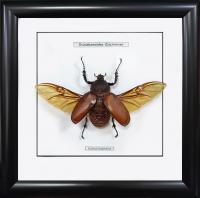 Тропический жук №2000 Euchirus longimanus