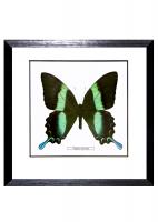 Бабочка №2200 Papilio blumei