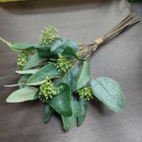 Эвкалипт Популус 37см