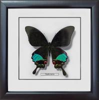 Бабочка № 1400 Papilio karna