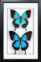 Набор бабочек №М5500 Papilio Ulysses