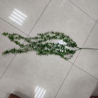 Самшит ампельный В118см 1503