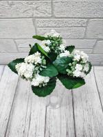 Суккулент Каланхоэ В27см\2525