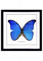 Бабочка №3000 Morpho didius