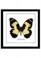 Бабочка №1700 Papilio euchenor