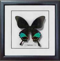 Бабочка №М2500 Papilio karna