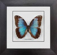 Бабочка №2200 Morpho peleides