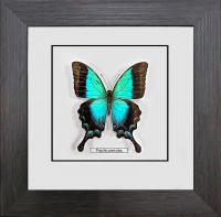 Бабочка №1200 Papilio pericles