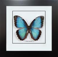 Бабочка №М2800 Morpho peleides самец