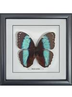 Бабочка №1300 Morpho achilles