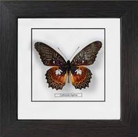 Бабочка №М2000 Cethosia myrina