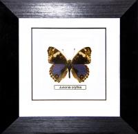 Бабочка №800 Бабочка Junonia orithya