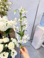 Лилия белоснежная Кандидум В85см