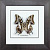 Бабочка №1200 Charaxes cognatus