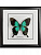Бабочка №1000 Papilio lorquinianus