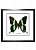 Бабочка №2200 Papilio blumei