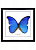 Бабочка №3000 Morpho didius