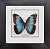 Бабочка №2200 Morpho peleides