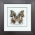 Бабочка №1200 Charaxes cognatus