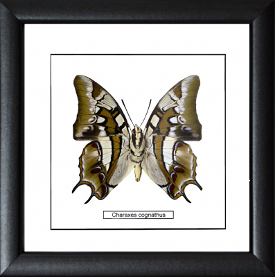 Бабочка №800 Charaxes cognatus