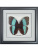 Бабочка №1300 Morpho achilles Бабочка №1300 Morpho achilles